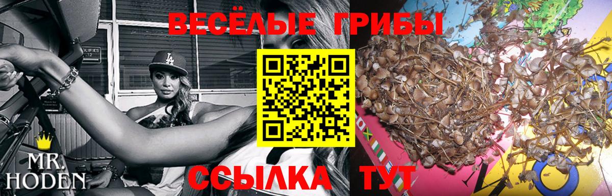 Псилоцибиновые грибы GOLDEN TEACHER Кропоткин